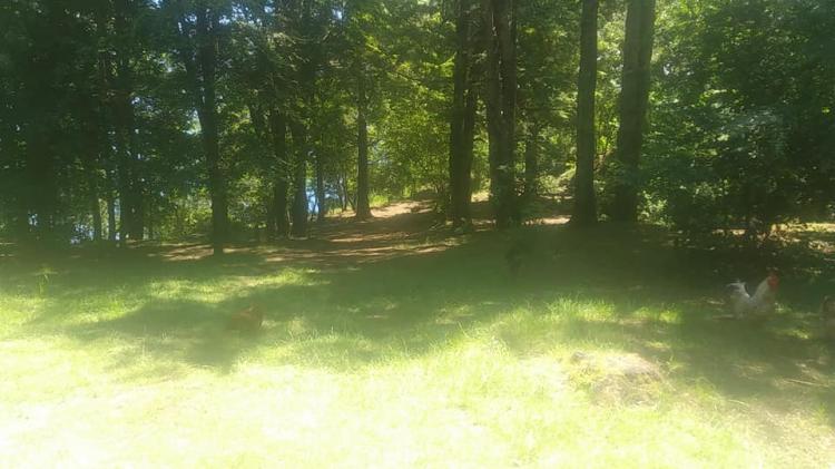 Fotografía 10 de Camping Pitriu Pulliu en Villarrica, Araucania