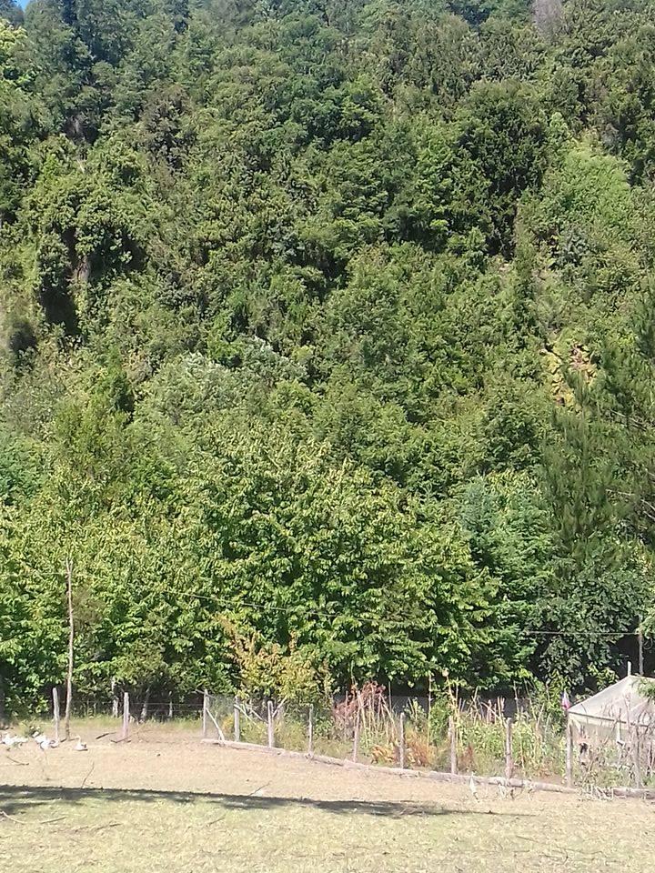 Fotografía 10 de Agro Camping Don Antonio en Pucon, Araucania