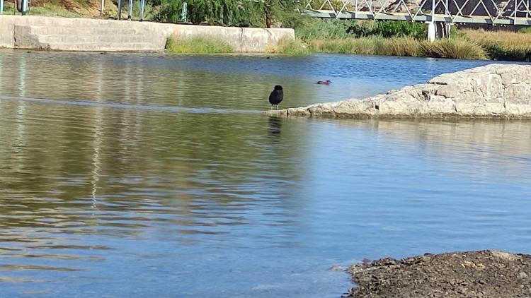 Fotografía 9 de Balneario Coya Sur en Maria Elena, Antofagasta