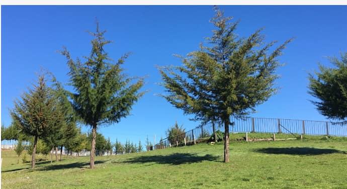 Fotografía 5 de Centro de Eventos Viruco en Santa Juana, Bio Bio