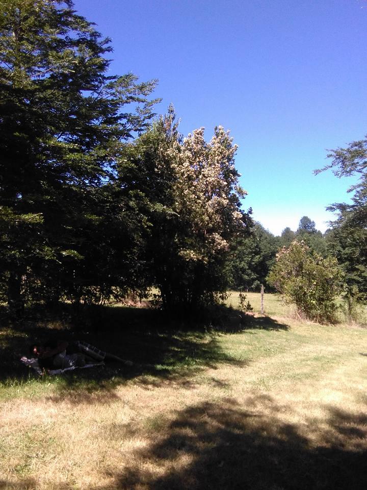 Fotografía 4 de Camping Los Pilos en Pucon, Araucania