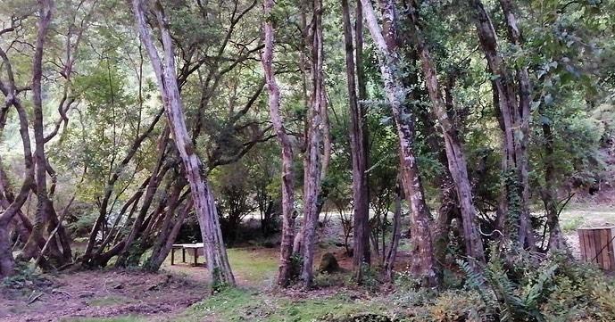 Fotografía 3 de Camping Y Cabañas Newen Mapu en Panguipulli, Los Rios