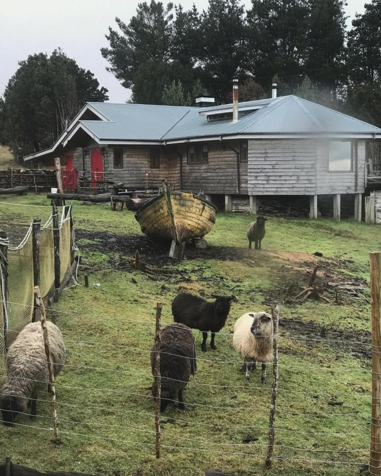 Fotografía 17 de Chimango Caracara en Ancud, Los Lagos