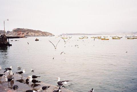 Fotografía 4 de Camping Pichidangui Fernando en Los Vilos, Coquimbo