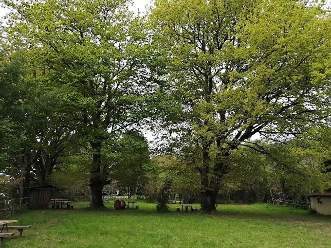 Fotografía 3 de Camping LA RUCA en Valdivia, Los Rios