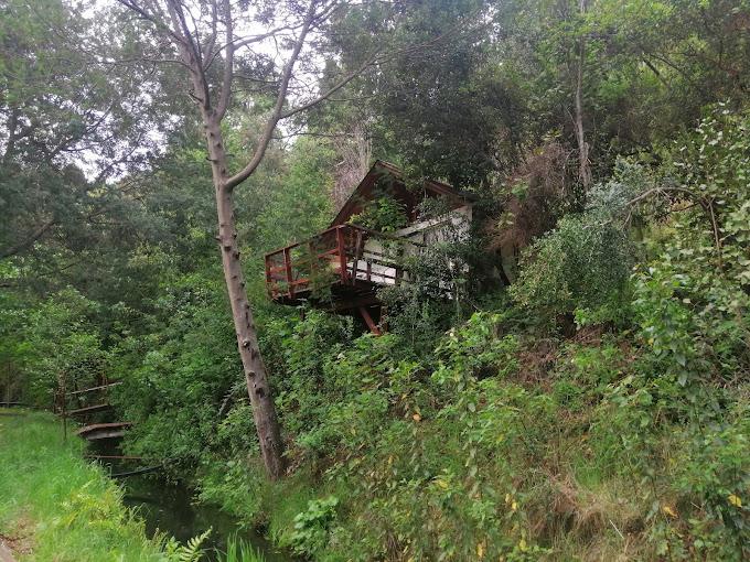 Fotografía 5 de Parque Nativo Bajo Mininco en Quilaco, Bio Bio
