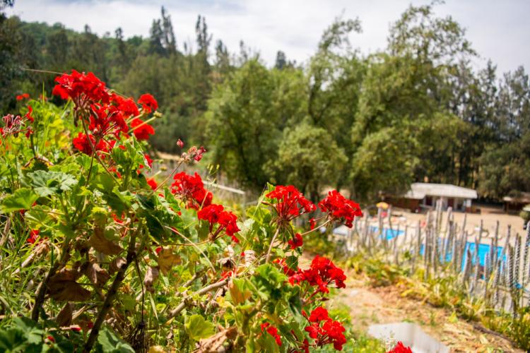 Fotografía 16 de Camping La Higuera de Limache en Limache, Valparaiso