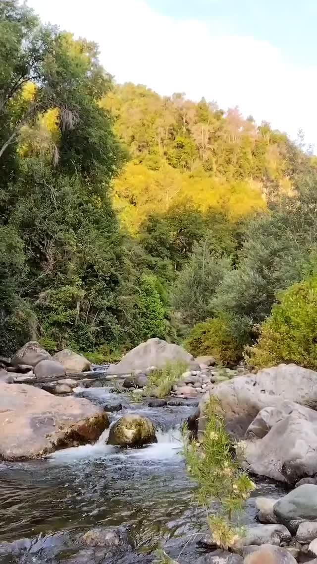 Fotografía 15 de Camping El Bosque - Sector El Radal en Maule, Maule