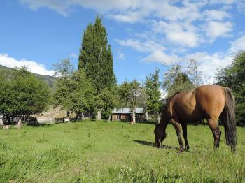 Camping y refugio la Araucaria patagona en Cochrane, Aysen